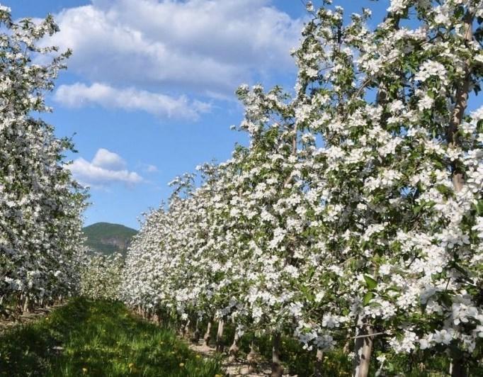 Millenniumshof Διαμέρισμα Caldaro Εξωτερικό φωτογραφία